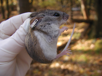 White-footed mice: the primary reservoir hosts for Lyme disease in the eastern United States.: Photograph by R. Ostfeld courtesy of NSF